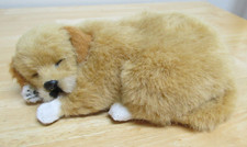 Golden retriever sleeping for sale  Sheboygan