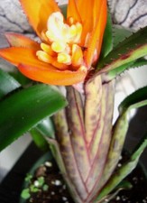 Bromeliad aechmea brevicollis for sale  USA