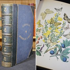 1882 folio european for sale  THETFORD