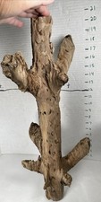 Driftwood pine taxidermy for sale  Brookwood