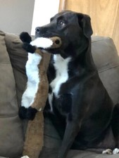 Jouet chien couineur d'occasion  Les Andelys