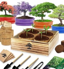 Bonsai tree starter for sale  Toledo