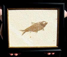 fossil fish brazil for sale fossil fish brazil for sale Lancaster