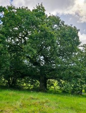Caerau farm veteran for sale  LLANDEILO