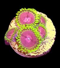 Zoa coral marine for sale  CLACTON-ON-SEA