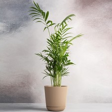 Parlour palm large for sale  UK