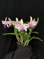 Select sale cattleya for sale  Melbourne