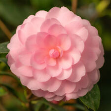 Camellia happy birthday for sale  YORK