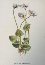 Antique print grass d'occasion  Expédié en Belgium