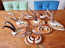 Jagdtrophäe schild reh gebraucht kaufen  Ladenburg