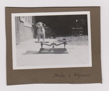 Photo ancienne chien d'occasion  Bar-sur-Seine