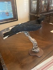 African pied hornbill for sale  Scottsdale