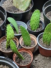 Lovely prickly pear for sale  LLANTWIT MAJOR