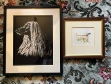 Two afghan hound for sale  COWDENBEATH