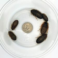 Exo morphs 100 for sale  Blandon