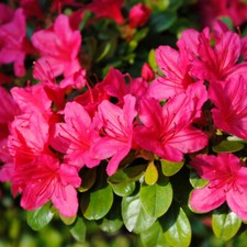 Rhododendron purple cushion for sale  IPSWICH