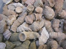 Horn coral agatized for sale  San Diego