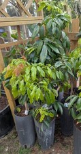 Litchi bäume veredelt gebraucht kaufen  Bernau