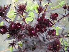 Dianthus barbatus sooty for sale  WALLINGFORD