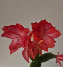 Schlumbergera coral dreams for sale  Lawrence