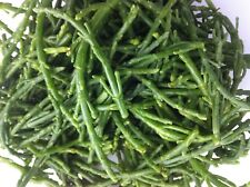 Samphire industry quality for sale  RUGBY