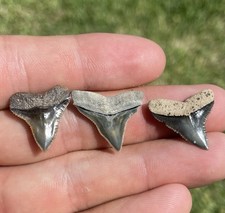 Bull shark teeth for sale  Hollywood