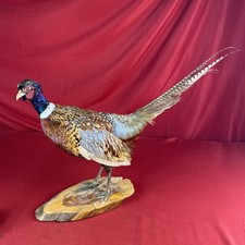 Ring necked pheasant for sale  De Soto