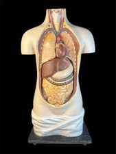 Antikes anatomisches lehrmodel gebraucht kaufen  Waibstadt