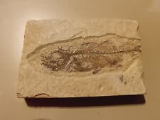 Pesce fossile dal usato  Due Carrare