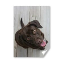 Chocolate labrador dog for sale  SELBY