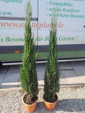 Juniperus blue arrow gebraucht kaufen  Dillingen a.d.Donau