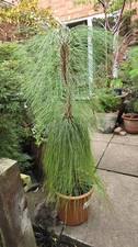 Pinus montezumae pine for sale  HINCKLEY