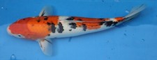 Sanke koi live for sale  Miami