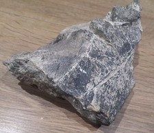 fossil dinosaur bones for sale fossil dinosaur bones for sale VENTNOR