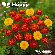 French marigold bonita for sale  DONCASTER