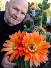 Echinopsis trichocereus. lobiv usato  Pomezia