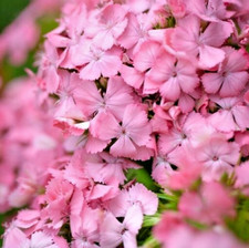 Dianthus barbatus sweet for sale  SOUTHSEA