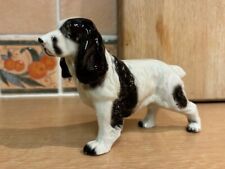 Black white springer for sale  HUNTINGDON