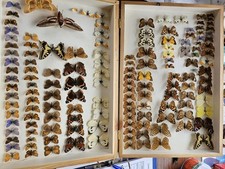 Box taxidermy butterfly for sale  SPILSBY