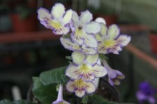 Streptocarpus seren for sale  MAIDENHEAD