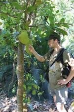 Milchorangen baum schnellwüch gebraucht kaufen  Kaiserslautern