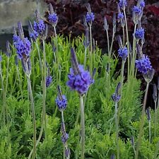 Lavender pinnata plug for sale  LONDON