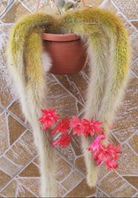 hildewintera hybride usato hildewintera hybride usato Barcellona Pozzo di Gotto