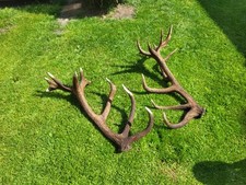 Abwurfstangen rothirsch gebraucht kaufen  Lensahn