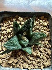 Ariocarpus bravoanus own usato  Valdastico