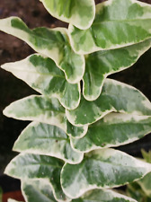 English ivy plant for sale  North Adams