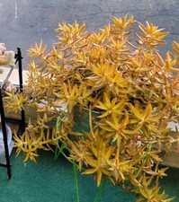 Coppertone stonecrop sedum for sale  Rockport
