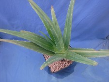 Aloe vera GENUÍNO VARIEGADO! Ótimas listras muito fáceis de cultivar 17" de largura! H1, usado comprar usado  Enviando para Brazil