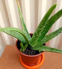 Aloe vera easy for sale  NORTHAMPTON