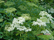 Schwarzer holunder sambucus gebraucht kaufen  Kronburg